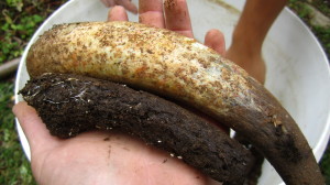 Bouse de corne (500)