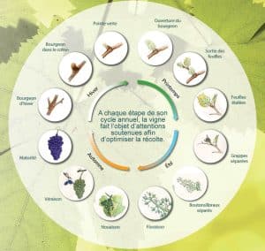 Le cycle de la vigne