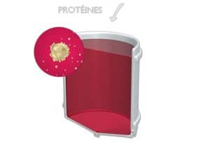 Douzième étape de la vinification du vin rouge