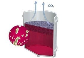 Quatrième étape de la vinification du vin rouge